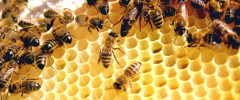 Chi mangia nel mondo le fette più grandi