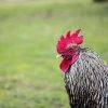 Piketty: il capitalismo non è più in grado di giustificare le sue disuguaglianze animal-beak-blur-chicken