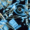 Diatoms_through_the_microscope