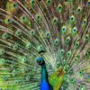 peacock-188328_1280