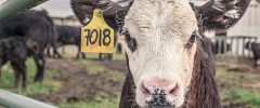 La nuova carne, un mondo senza allevamenti?