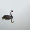 black-swan-2103586_1920