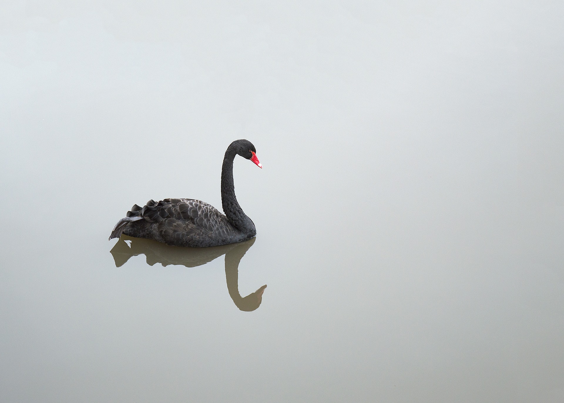 Nassim Taleb: il cigno nero e le dinamiche degli eventi casuali