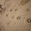 impronte-sabbia