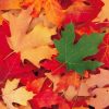 FreeVector-Autumn-Foliage-Vector