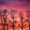 morning_trees_red_sky_orange_color_colour_tree-753785.jpg!d