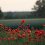 red-poppies-5206943_1280
