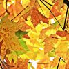 chestnut-leaves-gdefc71843_1920