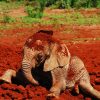 feeding-baby-elephants-g92ff261b7_640