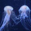 jellyfish-2427426_1280