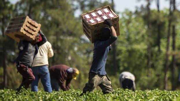 Farmworkers pick strawberries at Lewis Taylor Farms, which is co-owned by William L. Brim and Edward Walker who have large scale cotton, peanut, vegetable and greenhouse operations in Fort Valley, GA, on May 7, 2019.

More:

 Mr. Brim talks about the immigration and disaster relief challenges following Hurricane Michael. USDA helped this farm with the Farm Service Agency (FSA) Emergency Conservation Program (ECP) for structural damage cleanup. He also mentions the importance of having Secretary Sonny Perdue, a person with agricultural background, come visit and listen to 75 producers six months ago, in southern Georgia.<br /><br />The farms operation includes bell peppers, cucumbers, eggplant, squash, strawberries, tomatoes, cantaloupe, watermelon and a variety of specialty peppers on 6,500 acres; and cotton and peanuts on 1,000 acres. Near the greenhouses is a circular crop of long-leaf pines seedlings under a pivot irrigation system equipped with micro sprinklers. Long-leaf pines are an indigenous tree in the Southeast. Growers are working to increase the number of this slower growing hearty hardwood tree in this region.<br /><br />USDA Photo by Lance Cheung. Original public domain image from <a href="https://www.flickr.com/photos/usdagov/47075385494/" target="_blank" rel="noopener">Flickr</a>