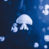 jellyfish-7320504_1280