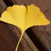 ginkgo-1804073_1280